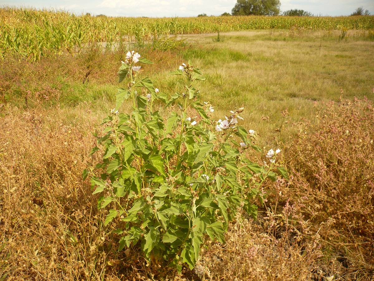 Althaea officinalis (Malvaceae)